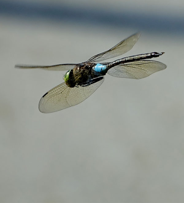 lisle-despagnac-agenda-expo-photo-deleris